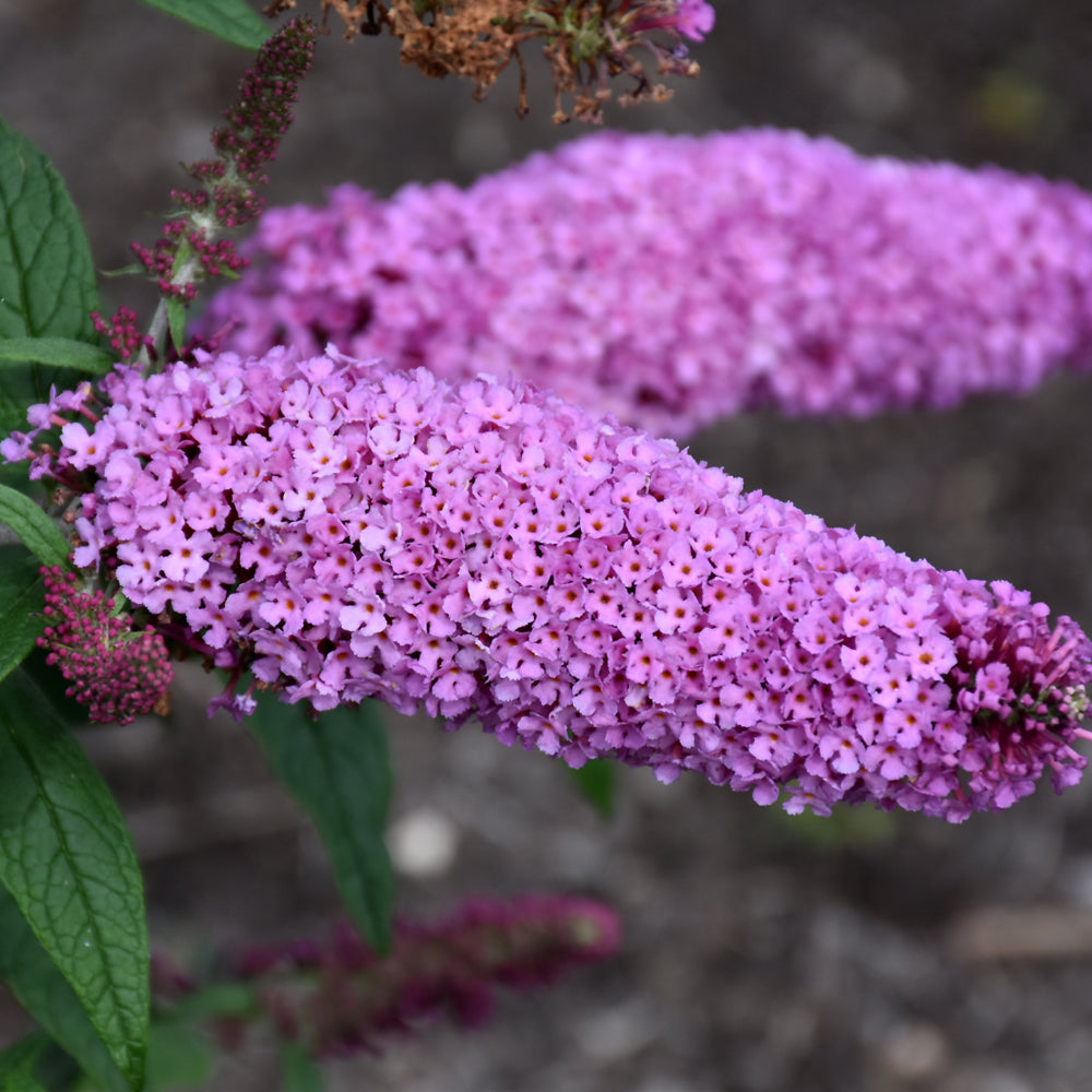 Buddleia 'SMNBDB'