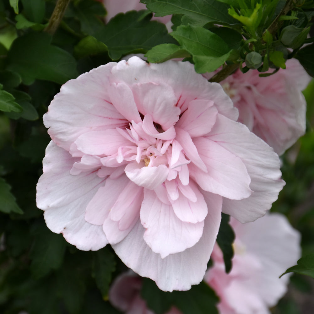 Hibiscus syriacus 'JWNWOOD4'