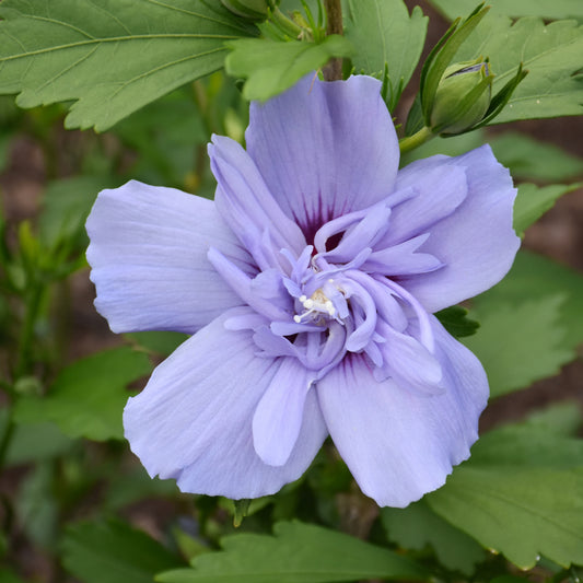 Hibiscus syriacus 'Notwoodthree'