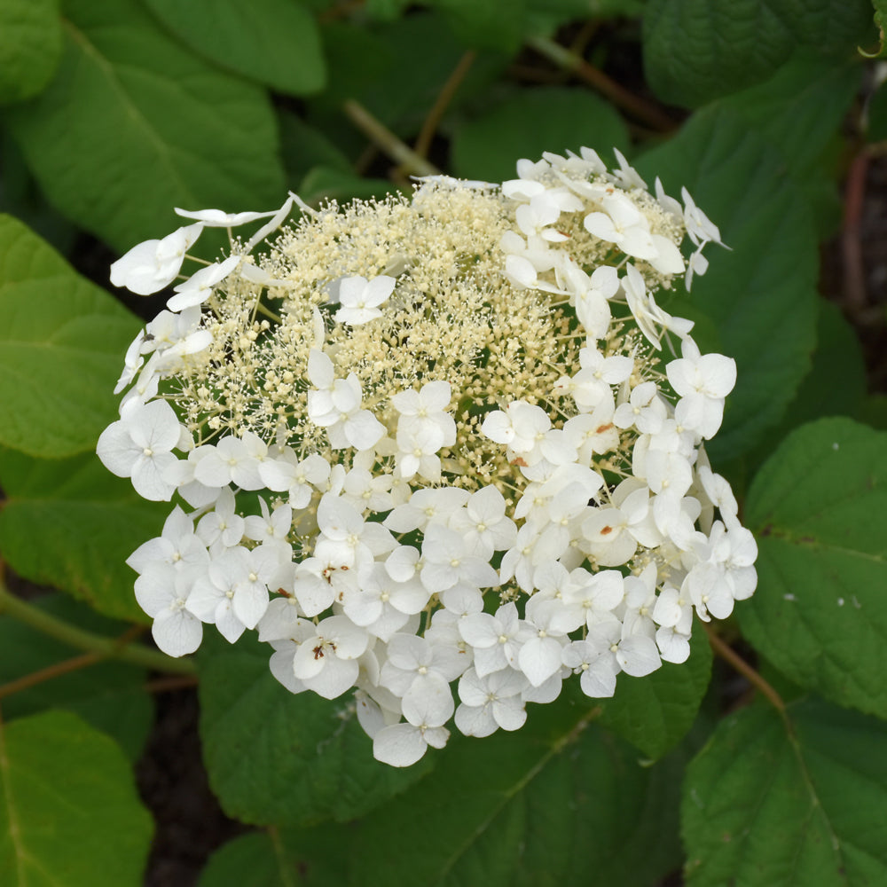 Hydrangea arborescens 'Haas Halo'