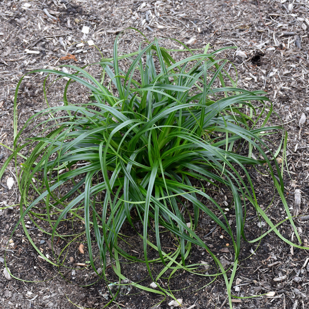 Carex 'ET CRX02'