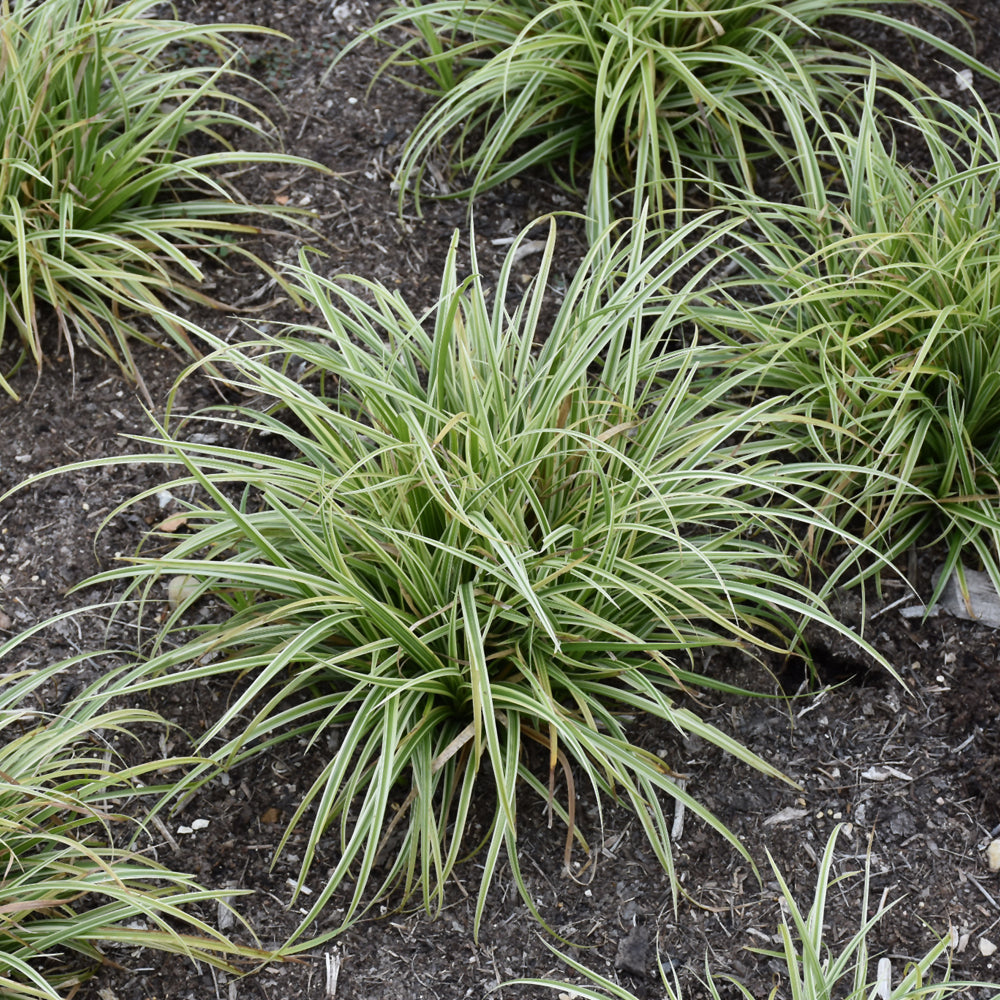 Silver Sceptre Variegated Japanese Sedge