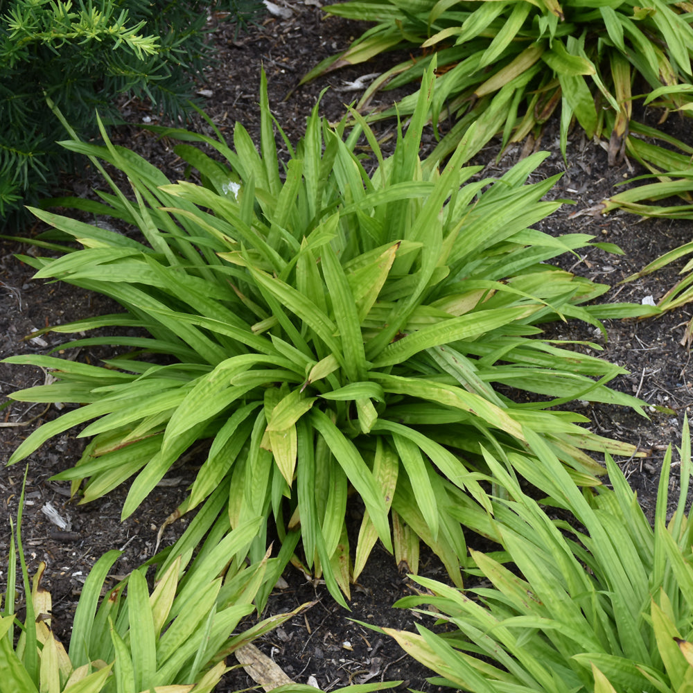 Carex plantaginea