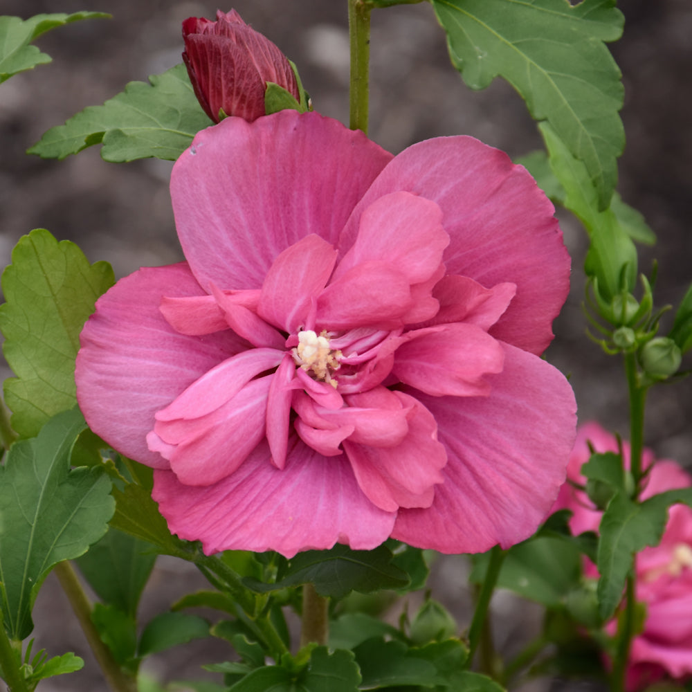 Hibiscus syriacus 'Rwoods5'