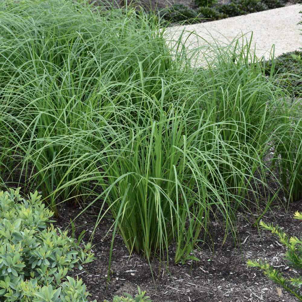 Carex emoryi