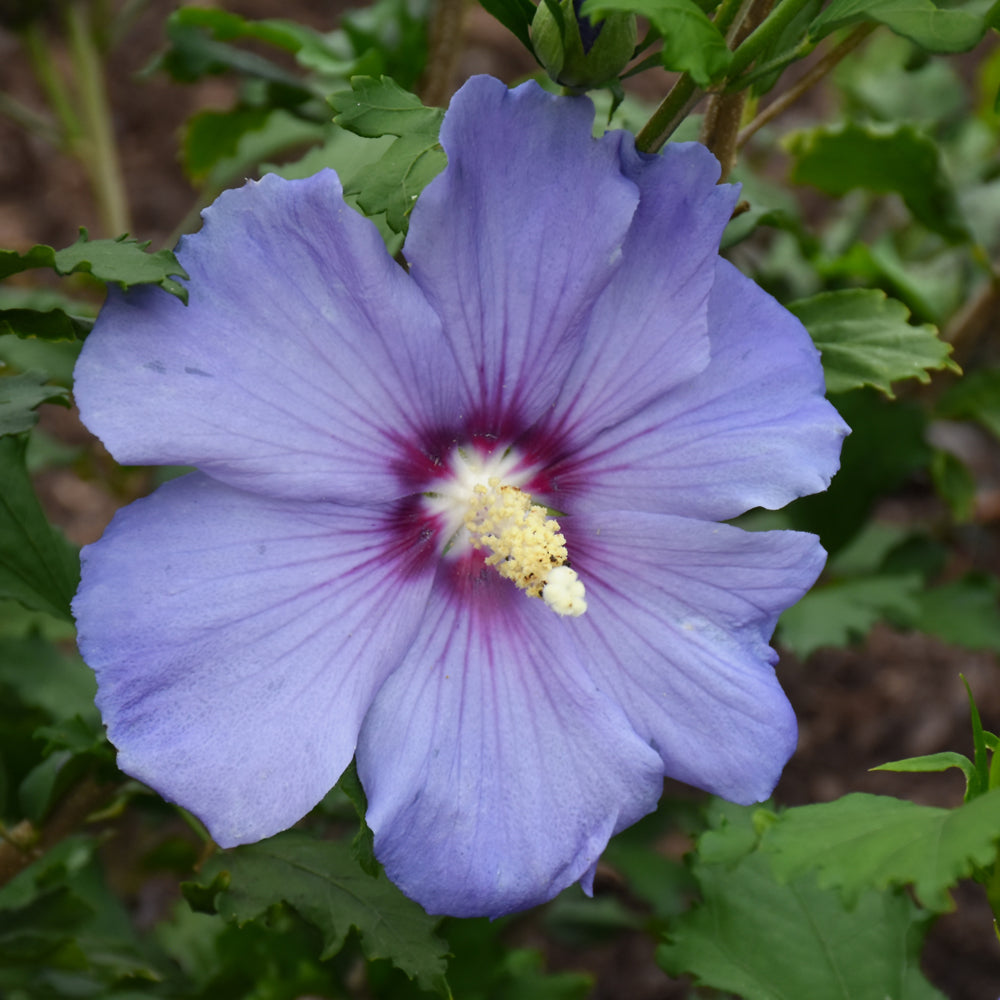 Hibiscus syriacus 'Azurri Satin'