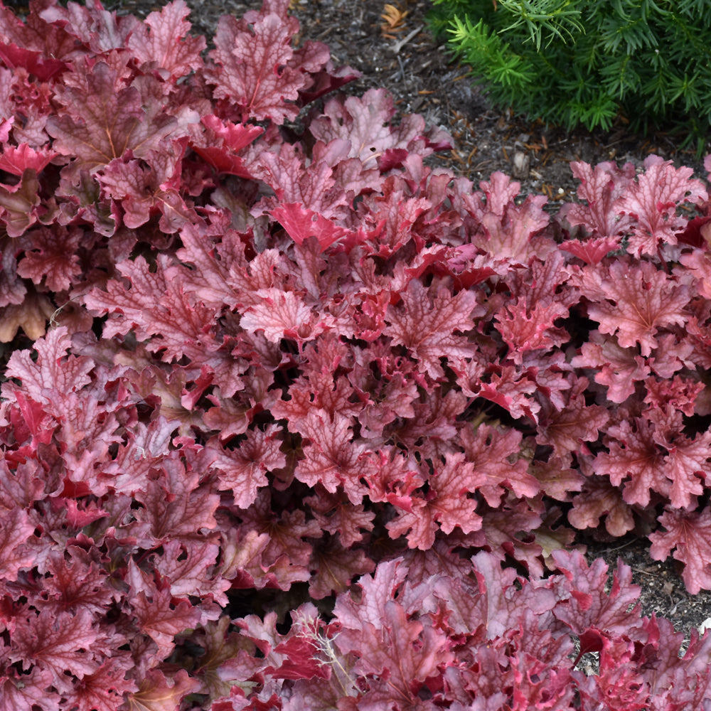 Heuchera 'Ruby Tuesday'