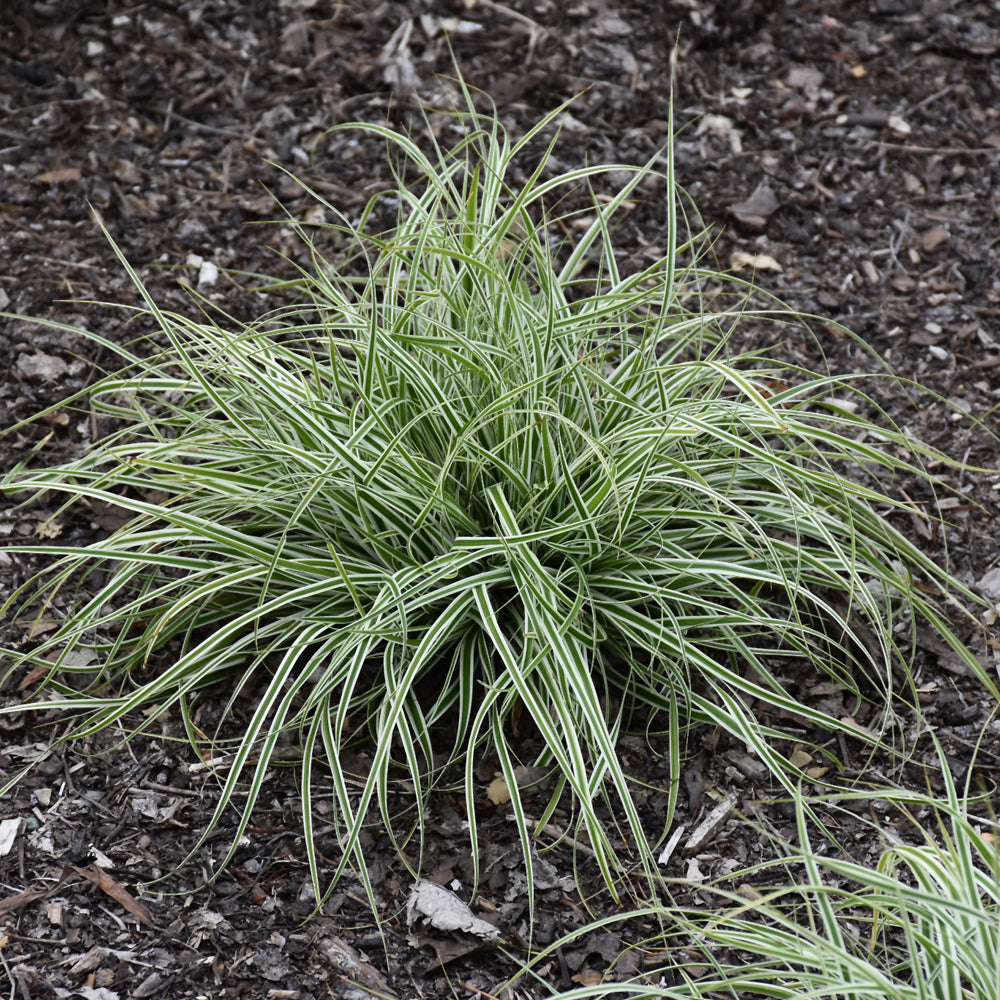 Carex oshimensis 'Carfit01'