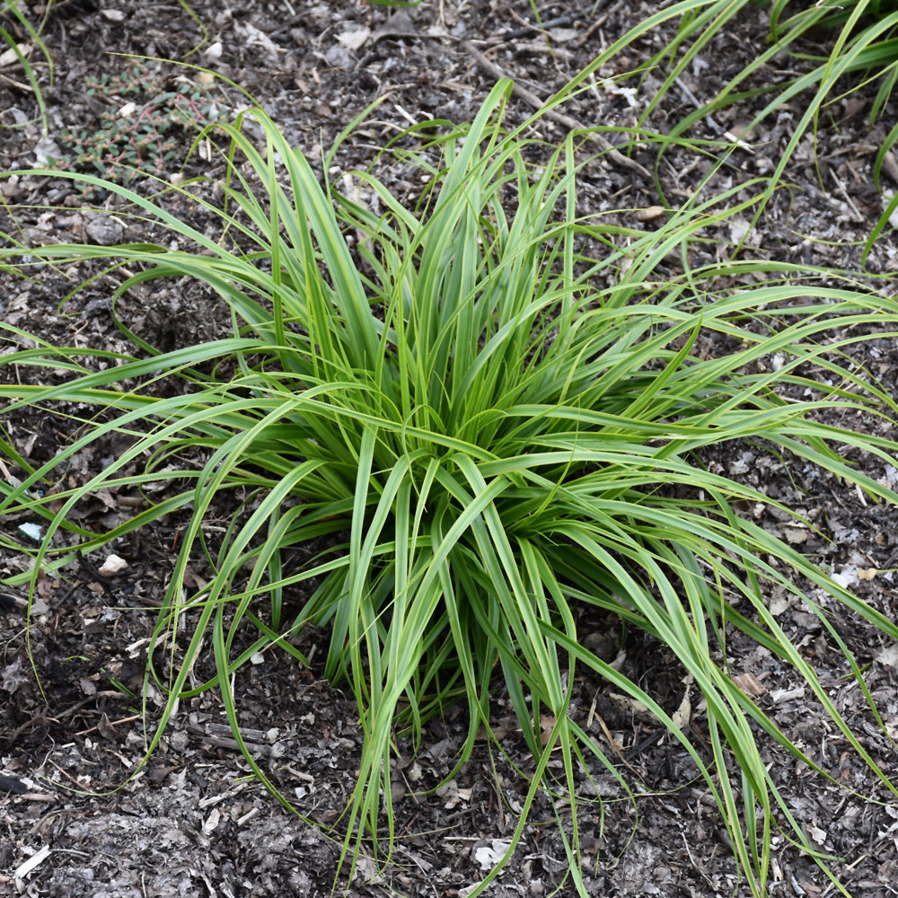 Carex oshimensis 'Everlime'