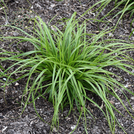 Carex oshimensis 'Everlime'