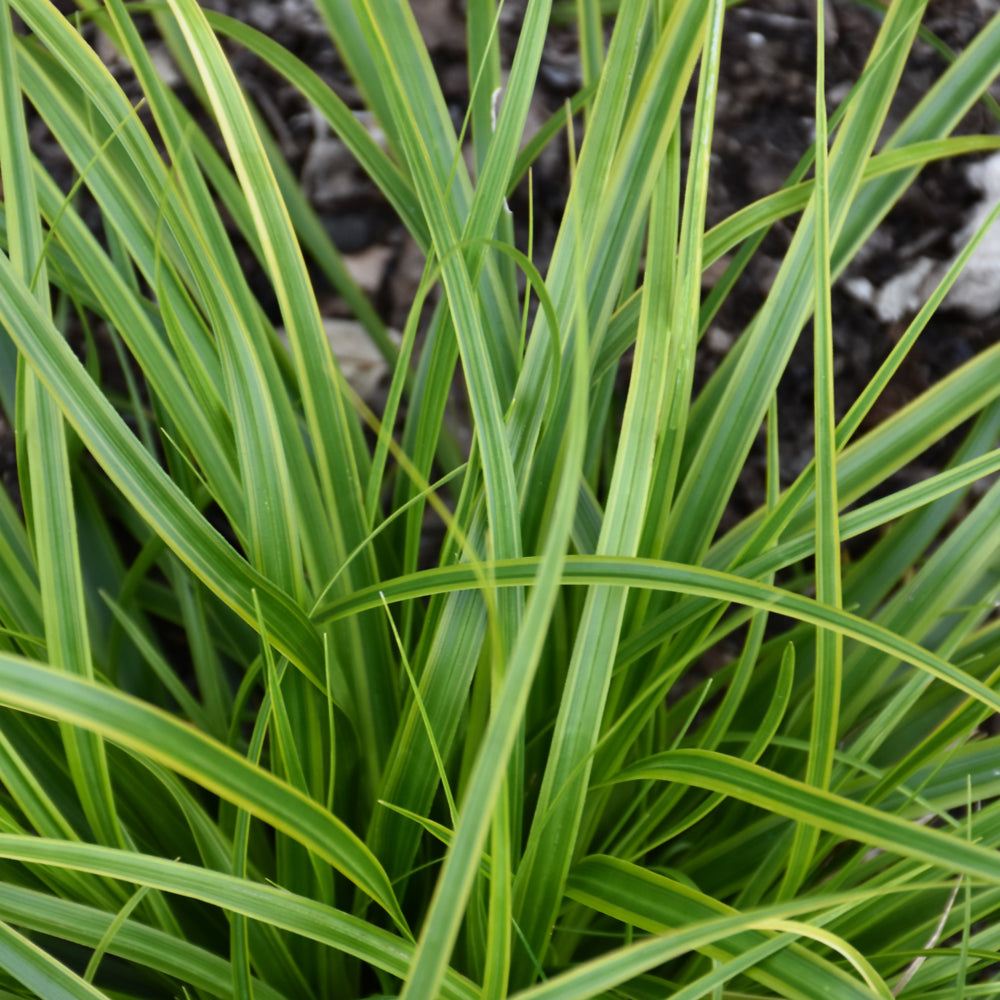 EverColor® Everlime Japanese Sedge