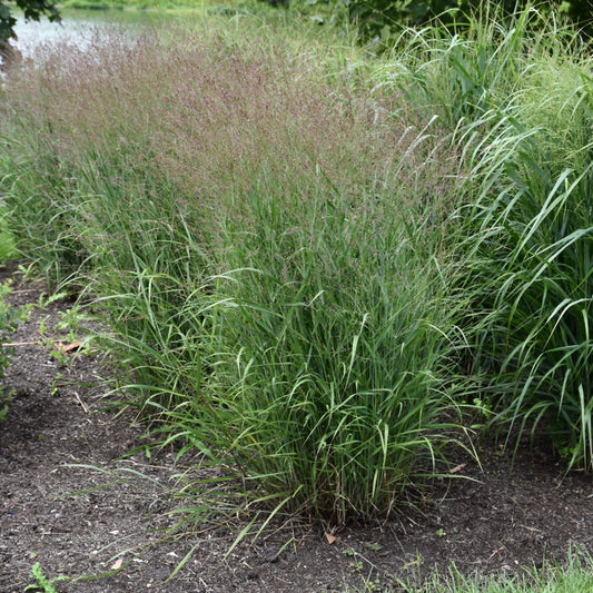 Panicum virgatum 'Purple Tears'