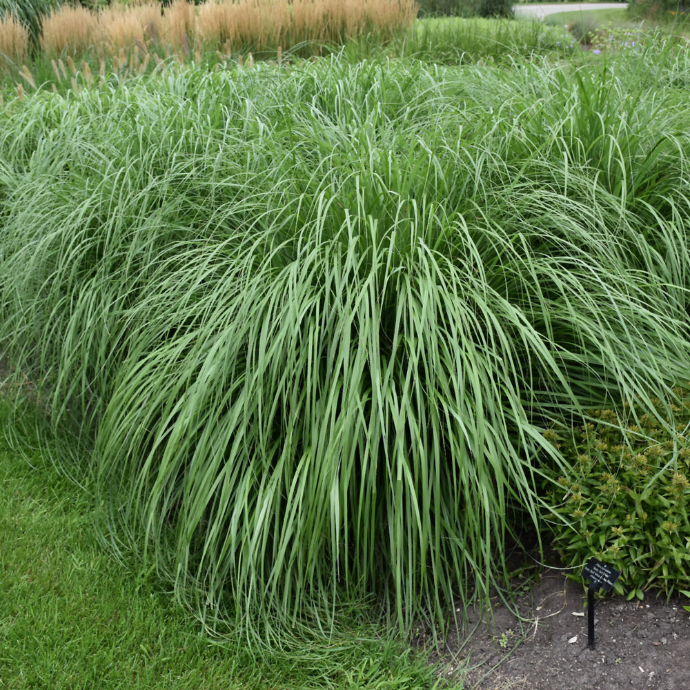 Pennisetum alopecuroides 'Cayenne'