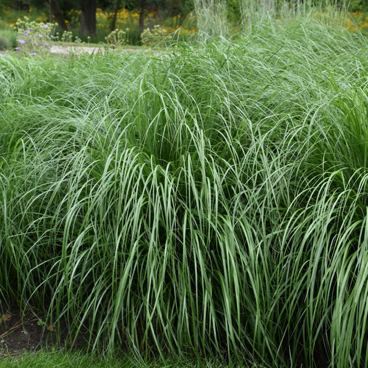 Pennisetum alopecuroides 'Etouffee'