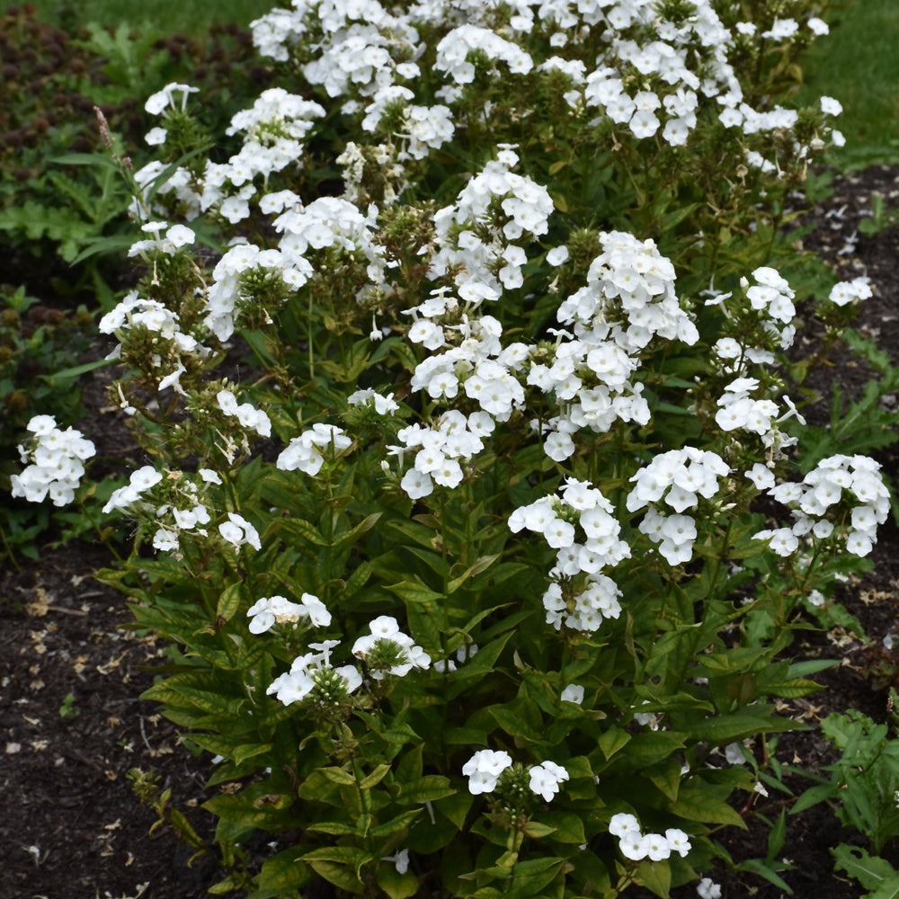 Luminary™ Backlight Garden Phlox