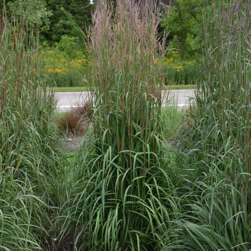 Andropogon gerardii 'Nondwhr'