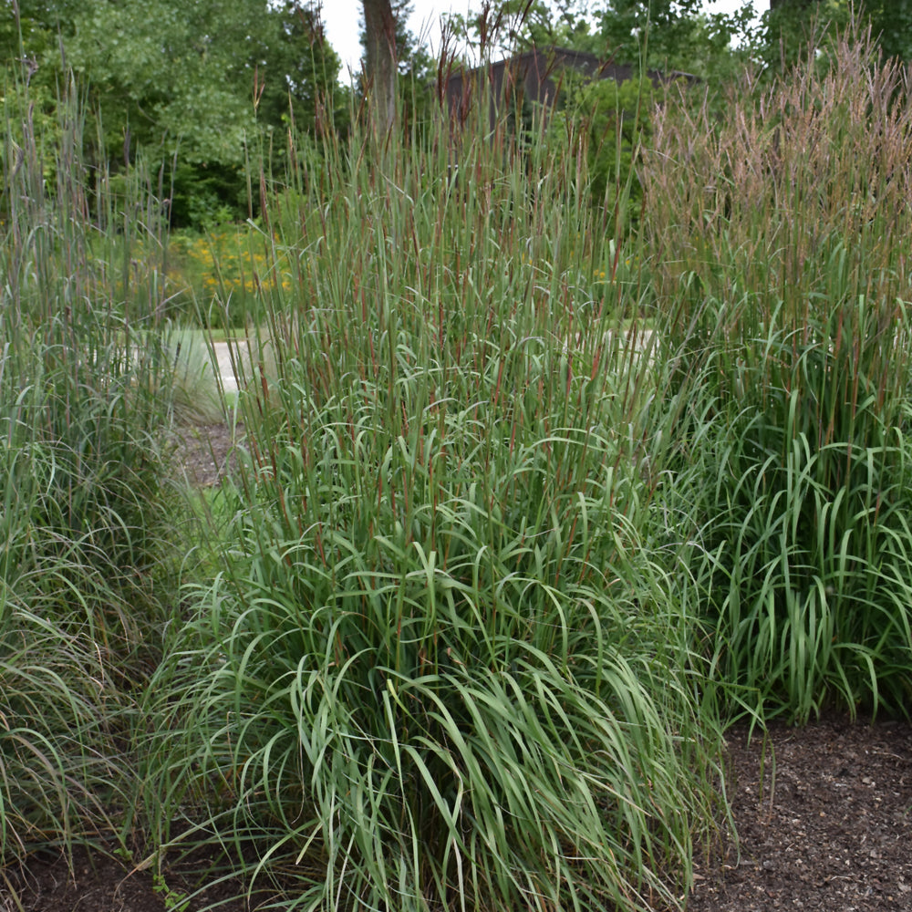 Andropogon gerardii 'Dancing Wind'