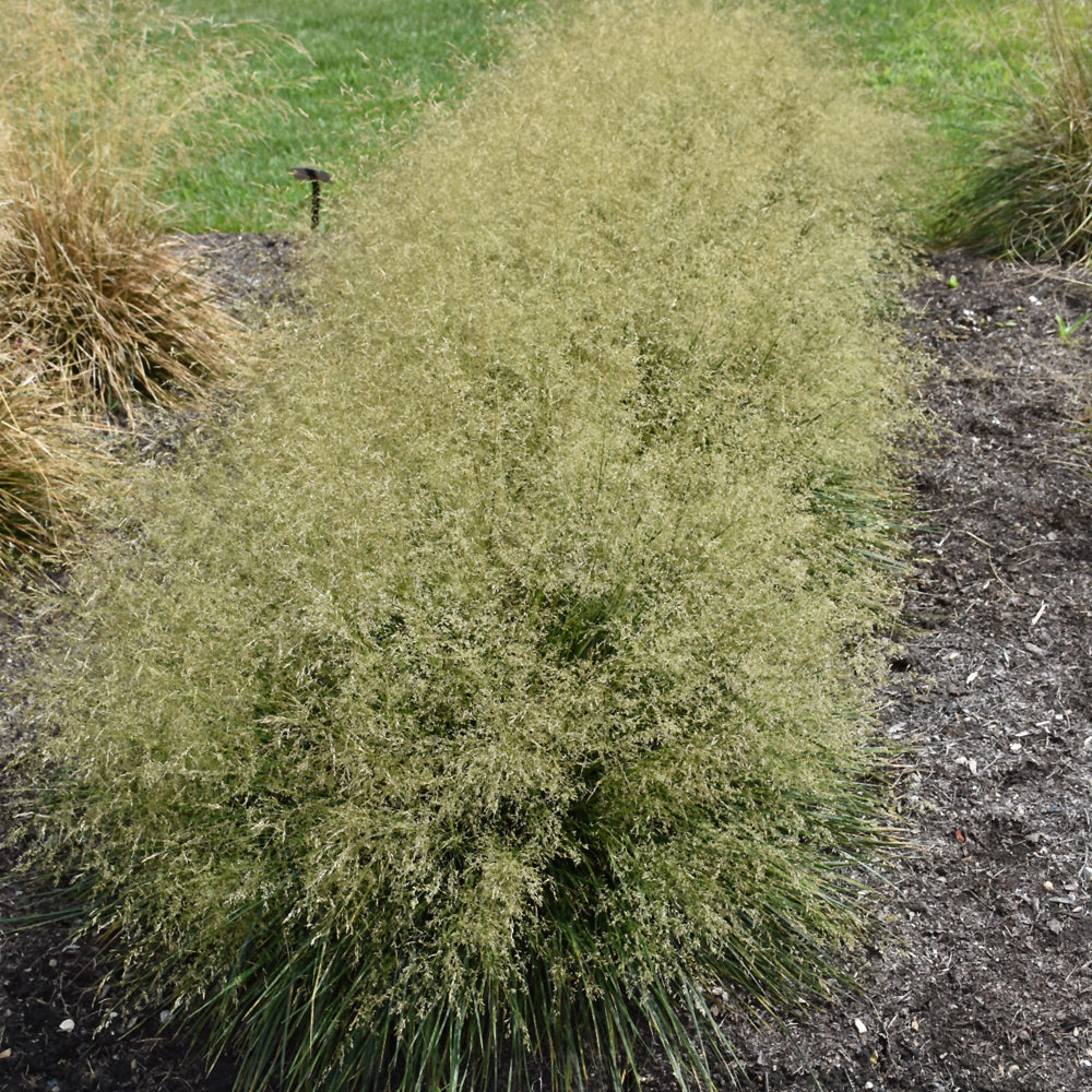Deschampsia cespitosa 'Goldtau'
