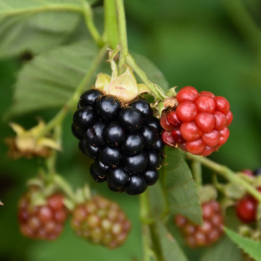 Rubus 'Triple Crown'
