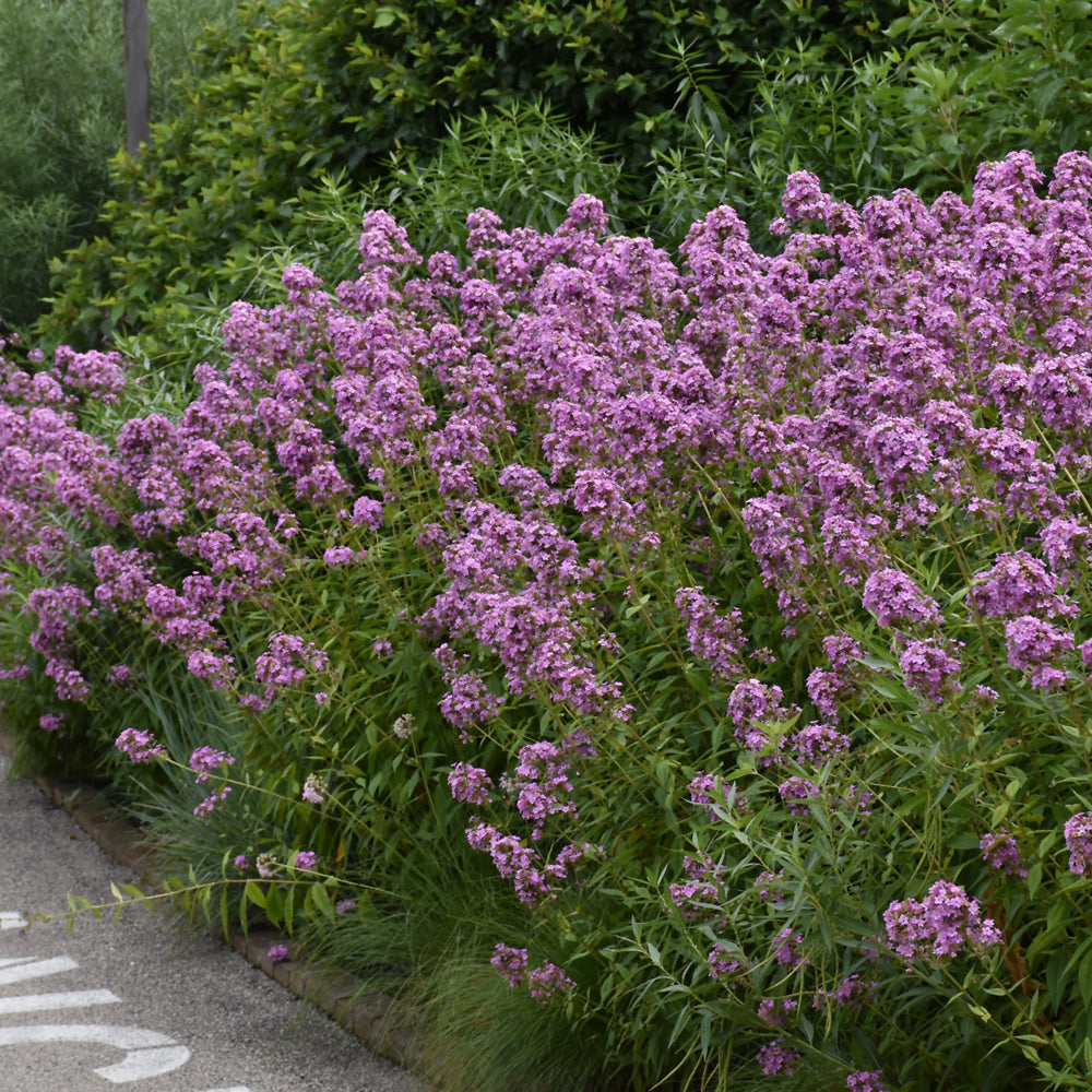 Jeana Garden Phlox