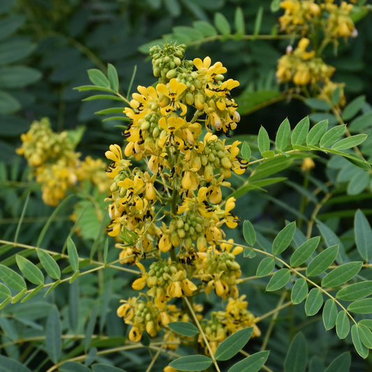 Senna hebecarpa