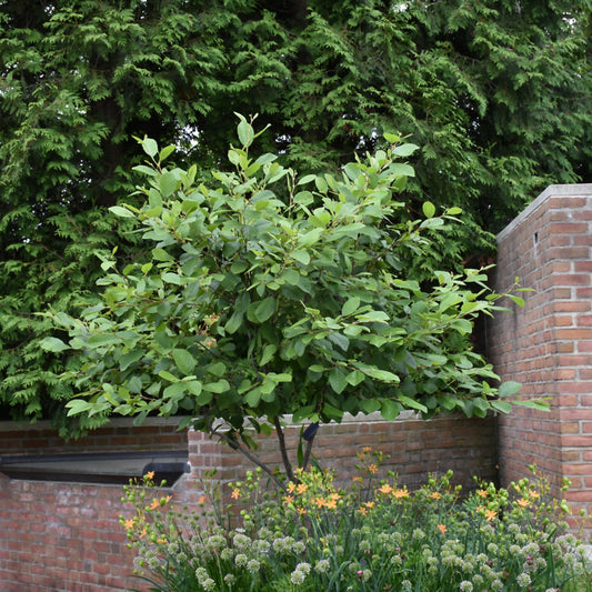 Alnus serrulata