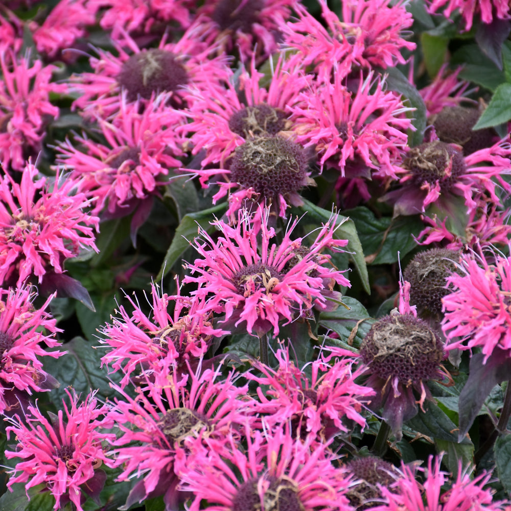 Bubblegum Blast Beebalm