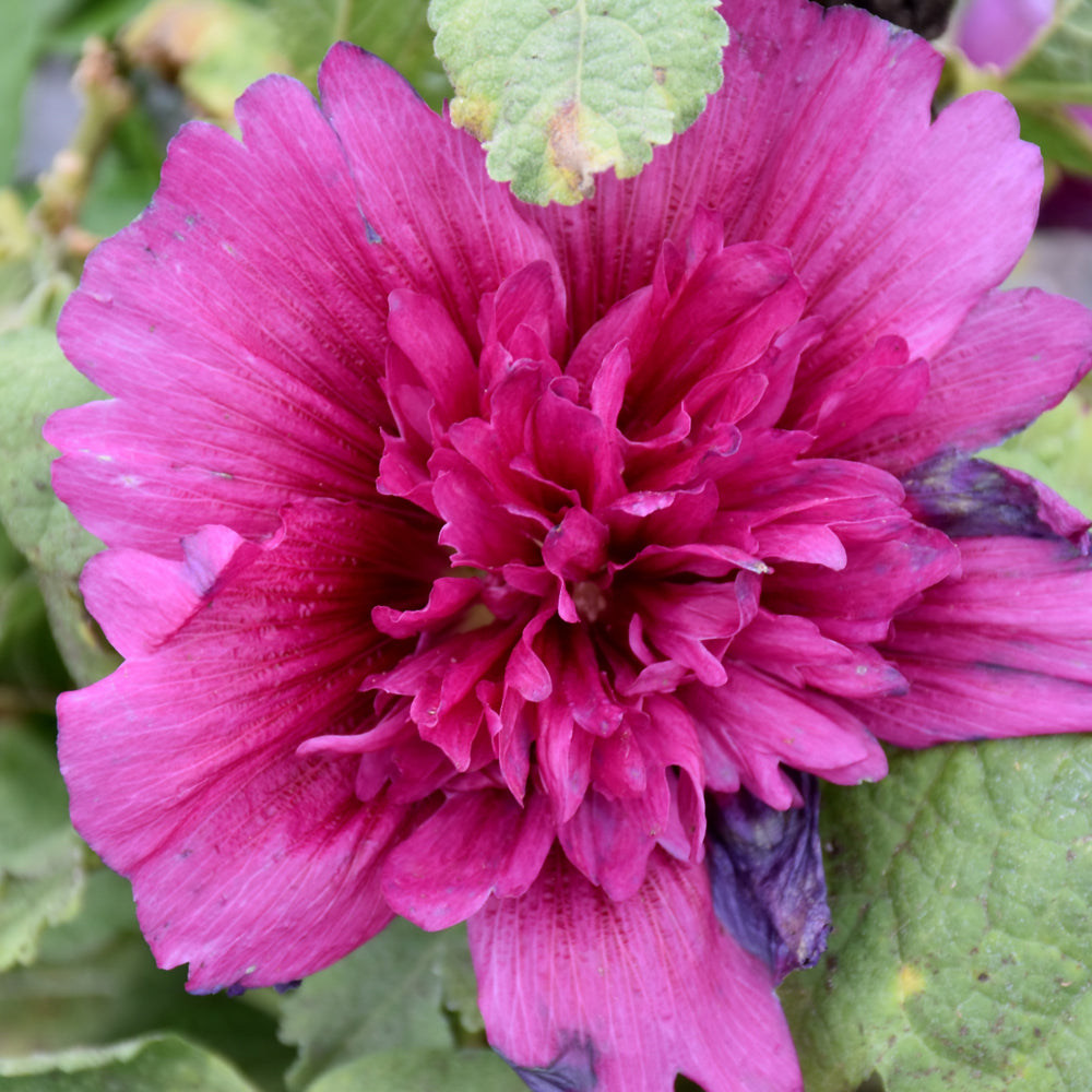 Alcea rosea 'Spring Celebrities Purple'