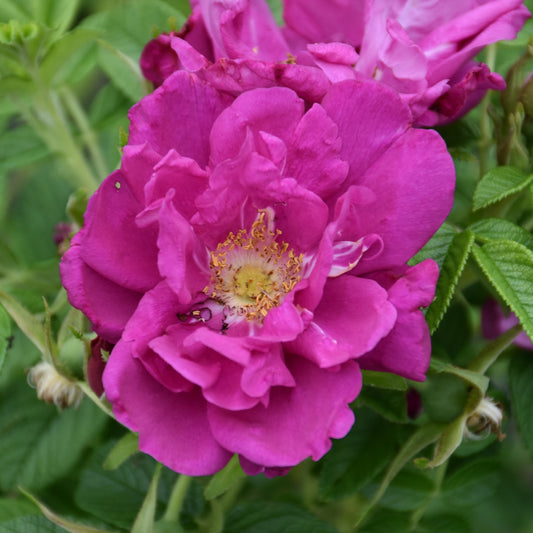 Rosa 'Purple Pavement'