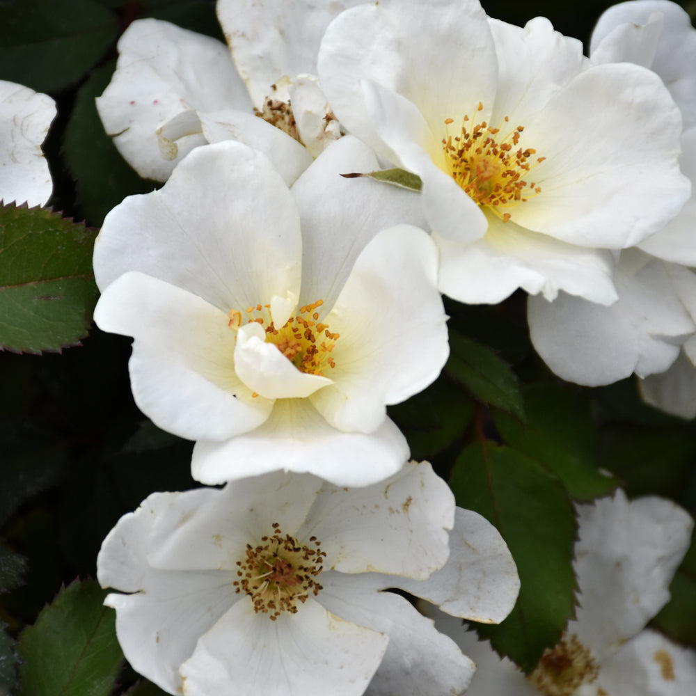 Weston Roses White Knock Out® Rose – Weston Nurseries