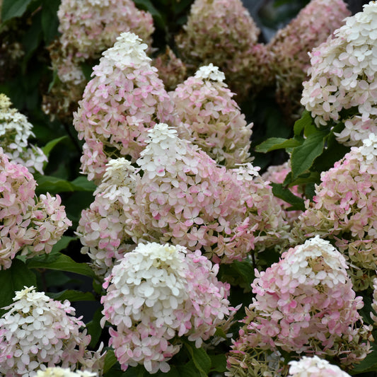 Hydrangea paniculata 'SMNHPM'