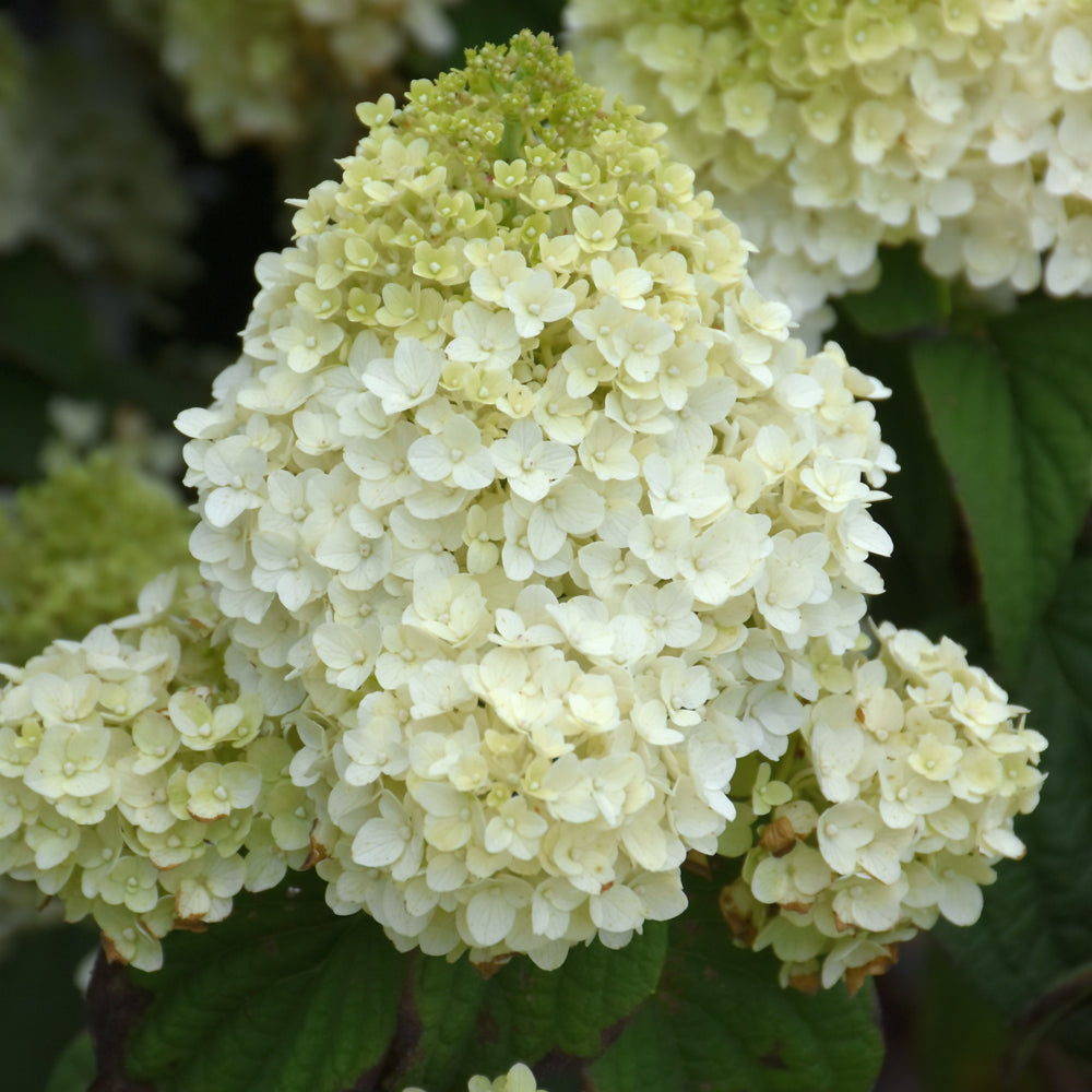 Hydrangea paniculata 'BAILPANONE'