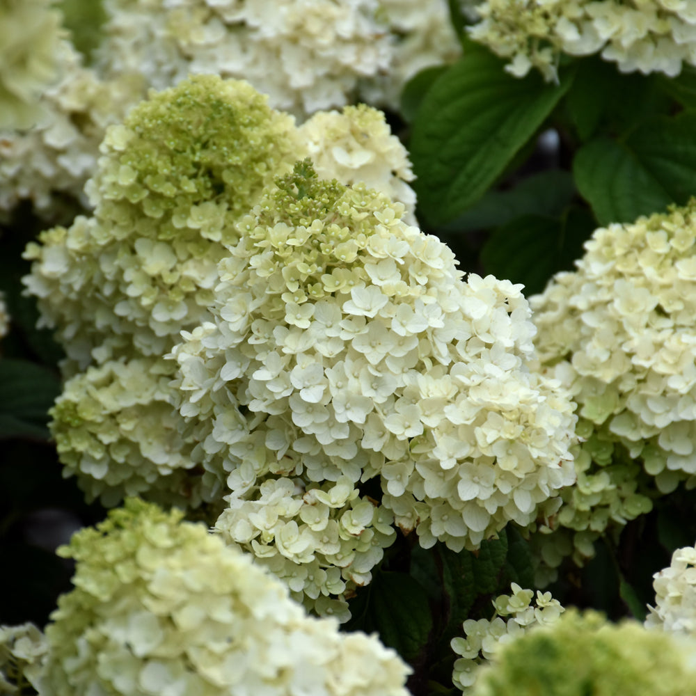 Little Hottie® Hydrangea