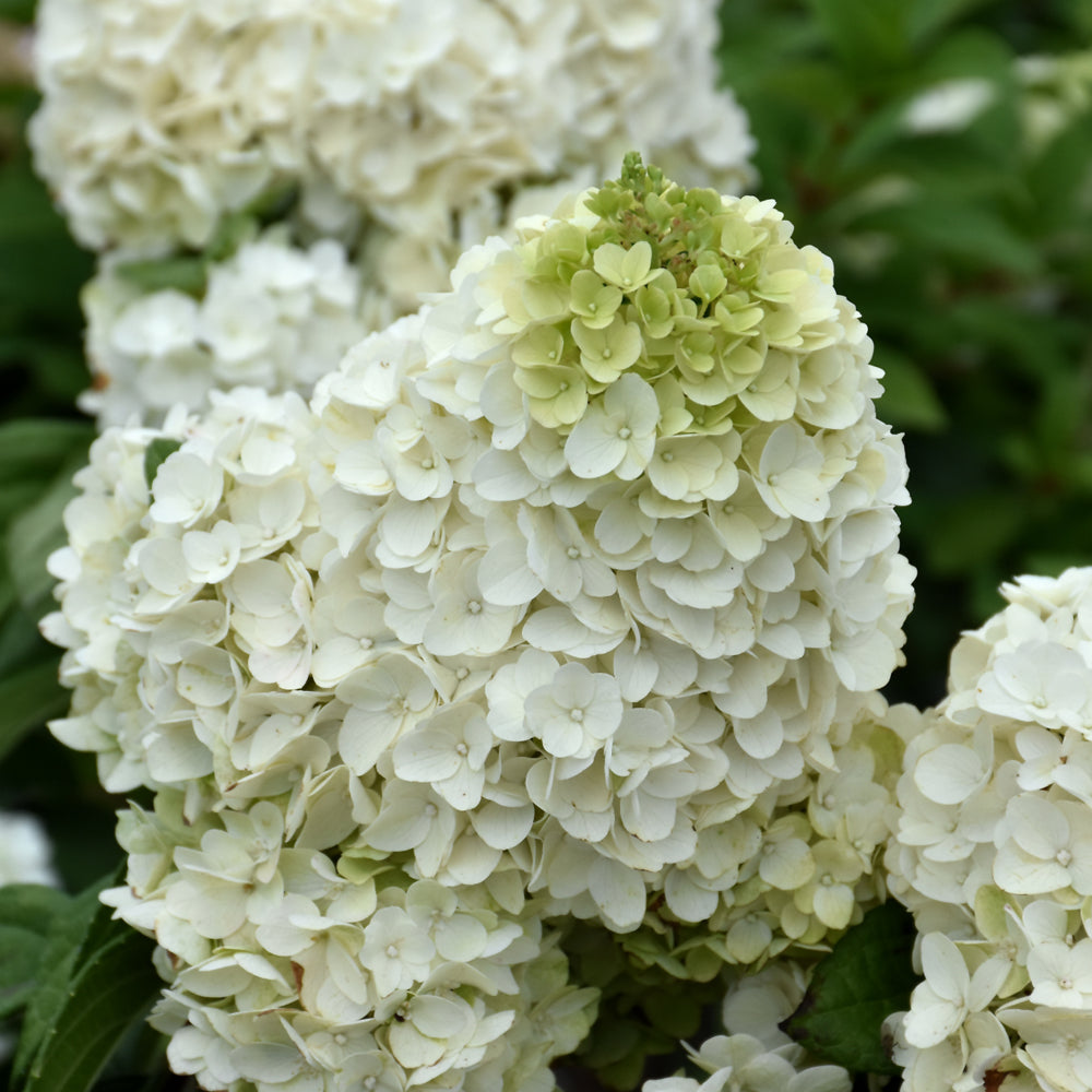 Hydrangea paniculata 'Kolmakilima'