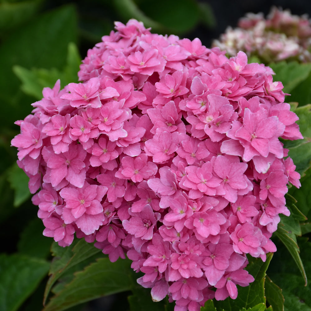 Hydrangea macrophylla 'Hortmafarfa'