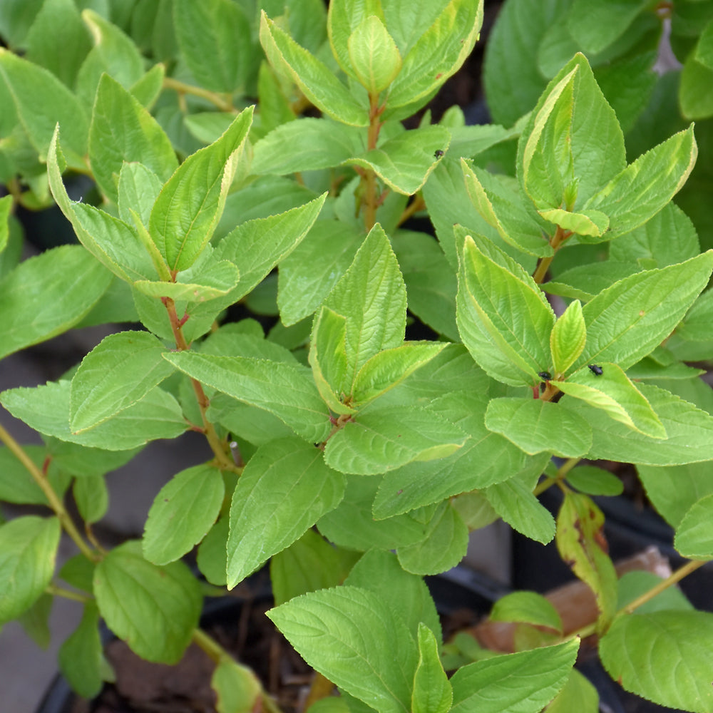 Ceanothus americanus