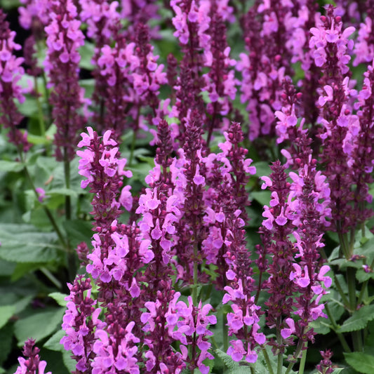 Salvia nemorosa 'Rose Marvel'