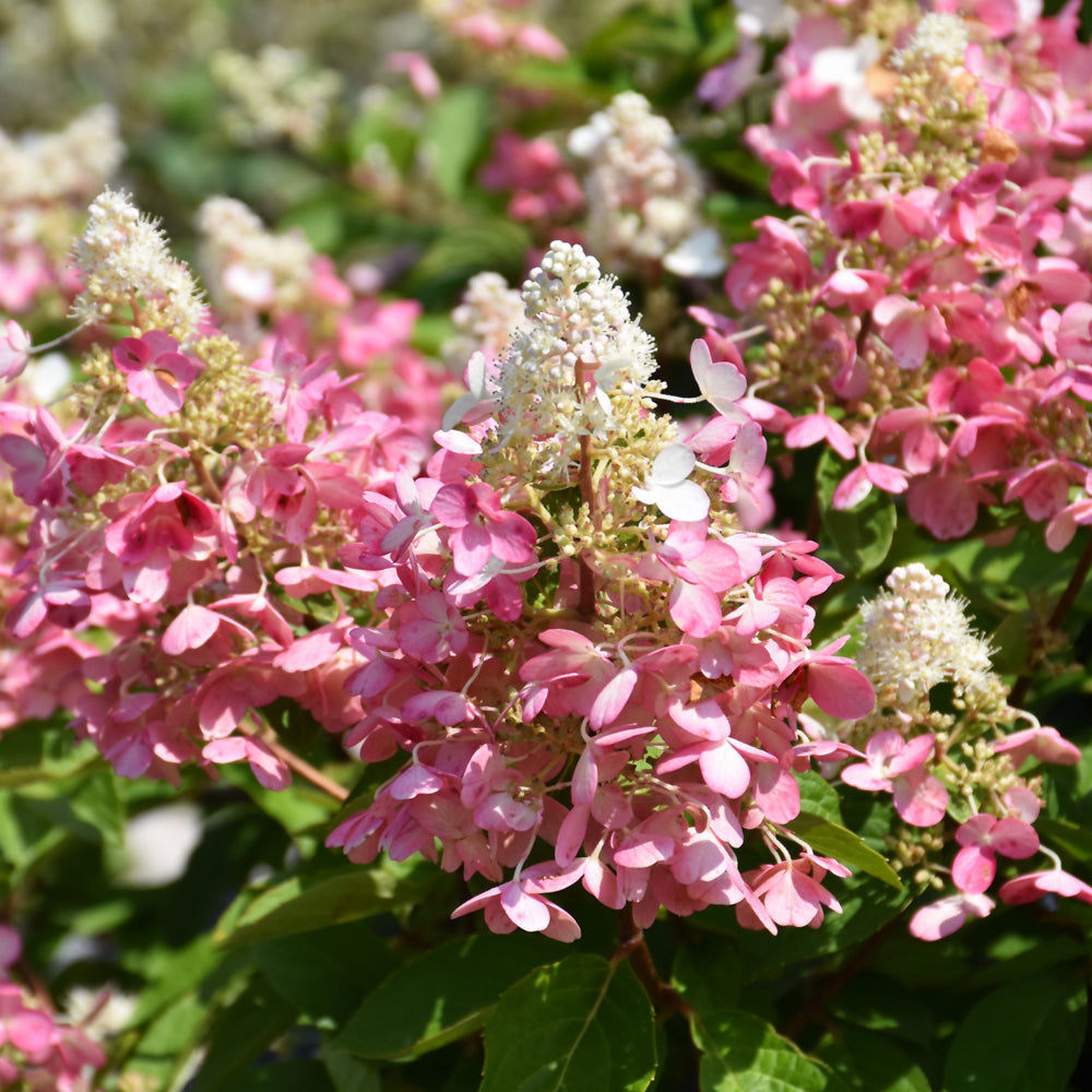 Hydrangea paniculata 'Kolmavesu'