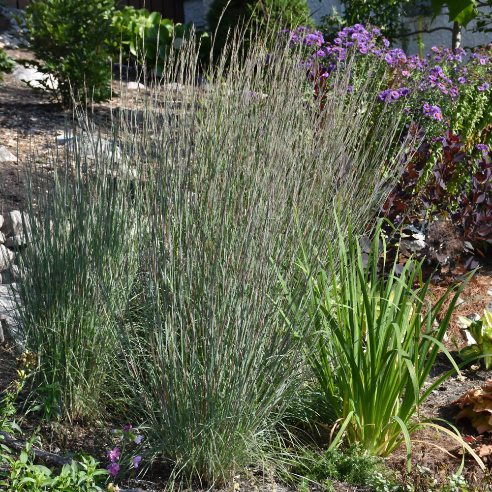 Little Bluestem