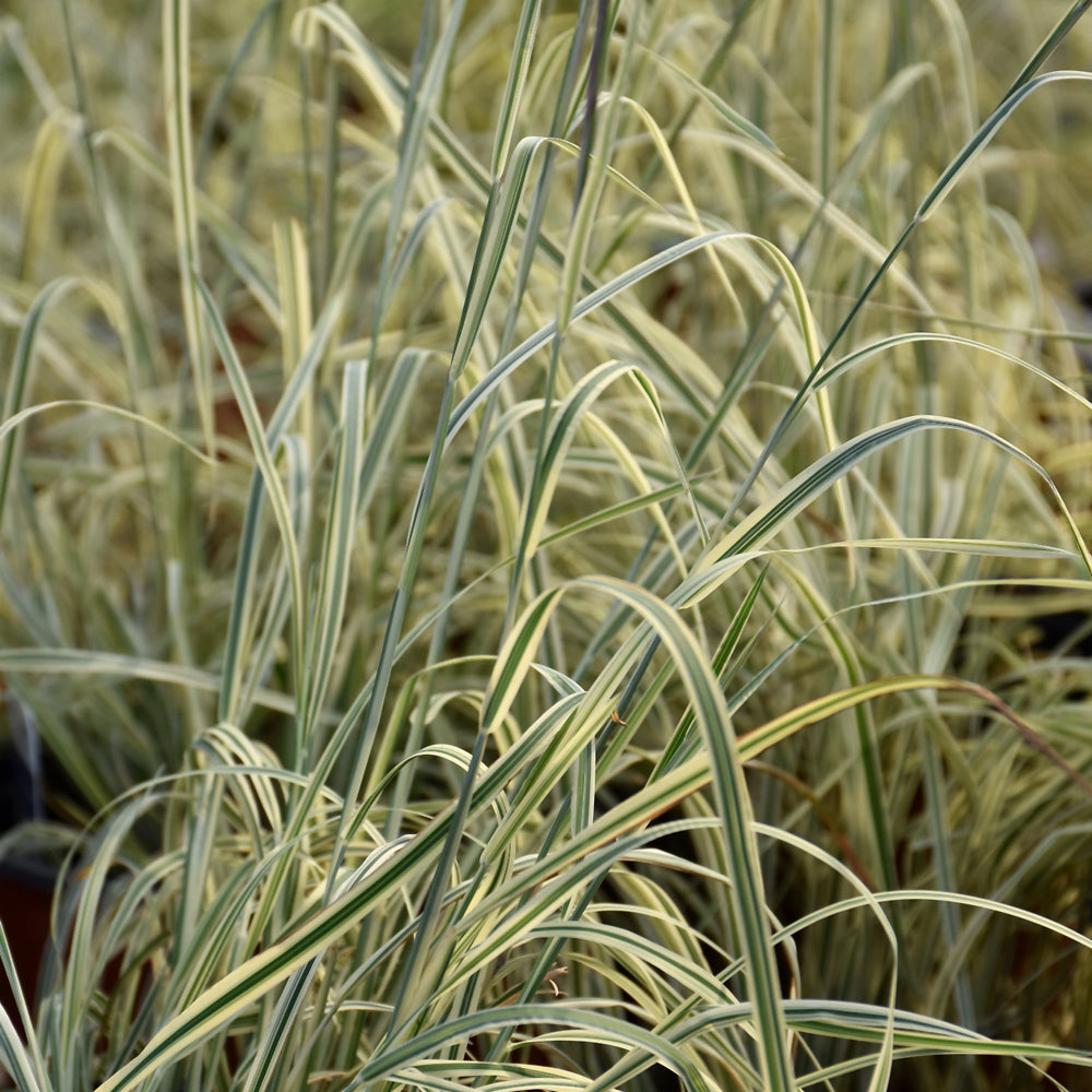 Schizachyrium scoparium 'Shining Star'