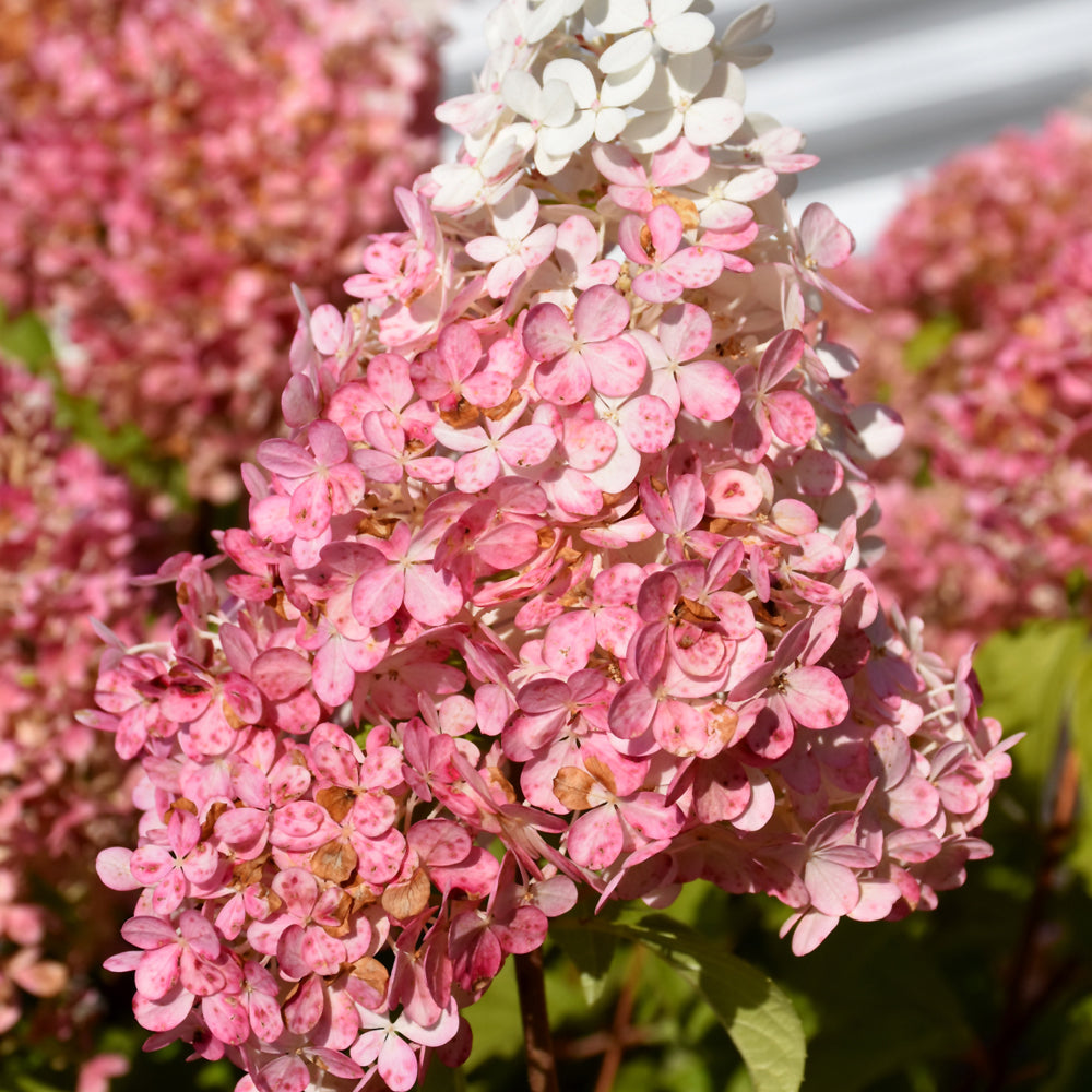 Hydrangea paniculata 'Bokorubs'