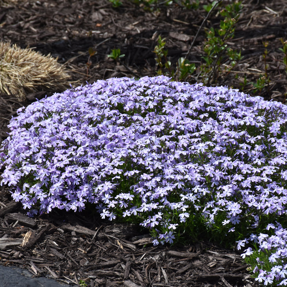 Phlox subulata 'Barsixtynine'