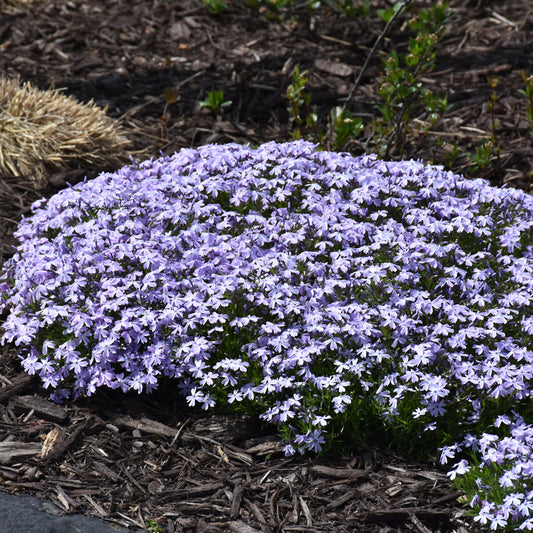 Phlox subulata 'Barsixtynine'