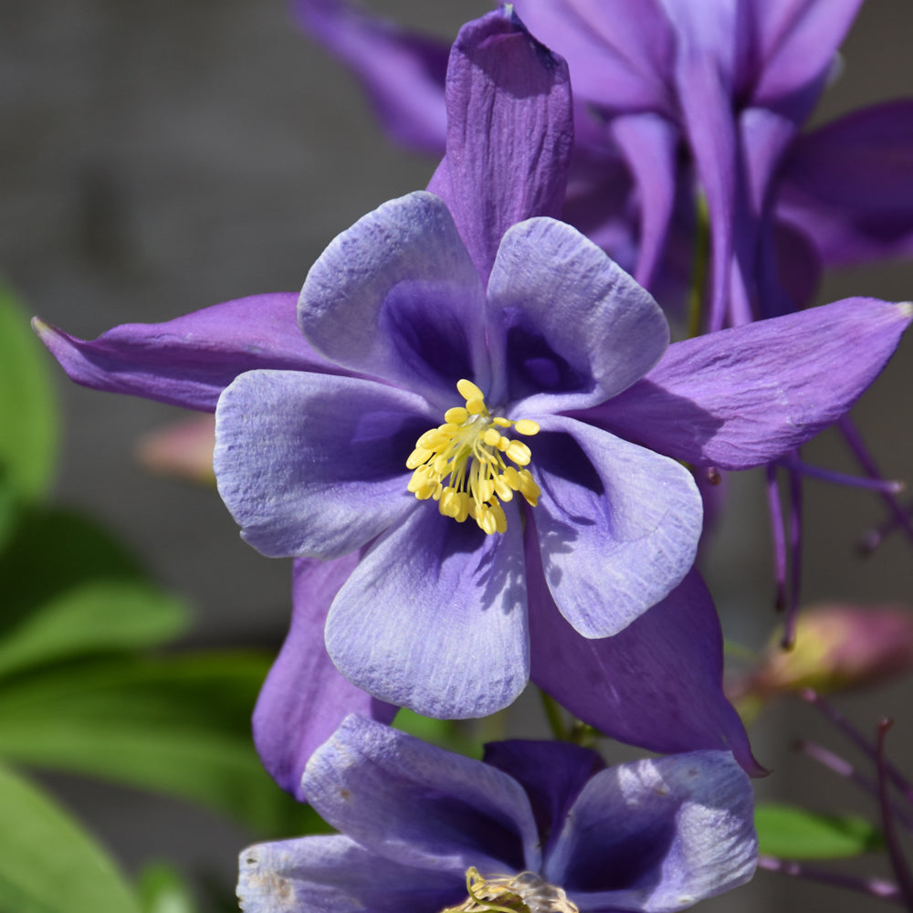 Aquilegia 'PAS1258487'