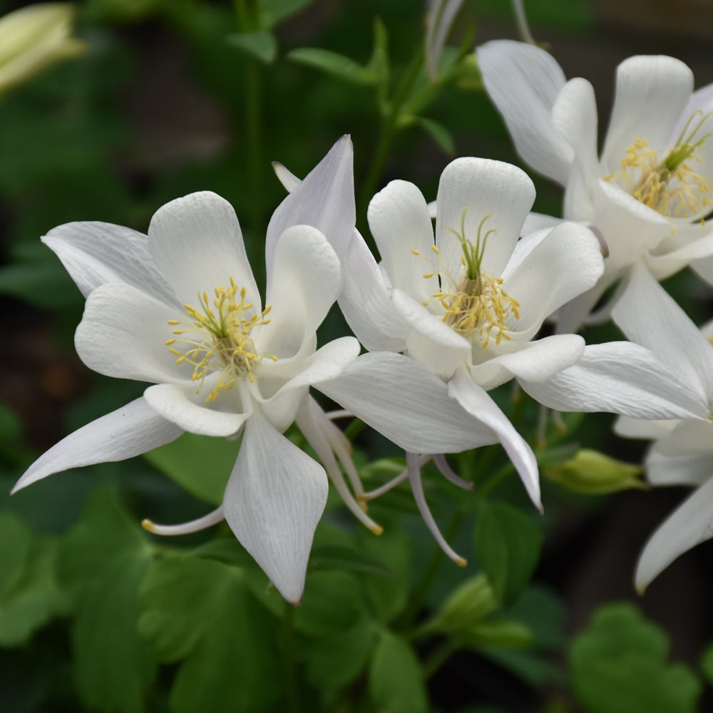 Aquilegia 'PAS1258490'