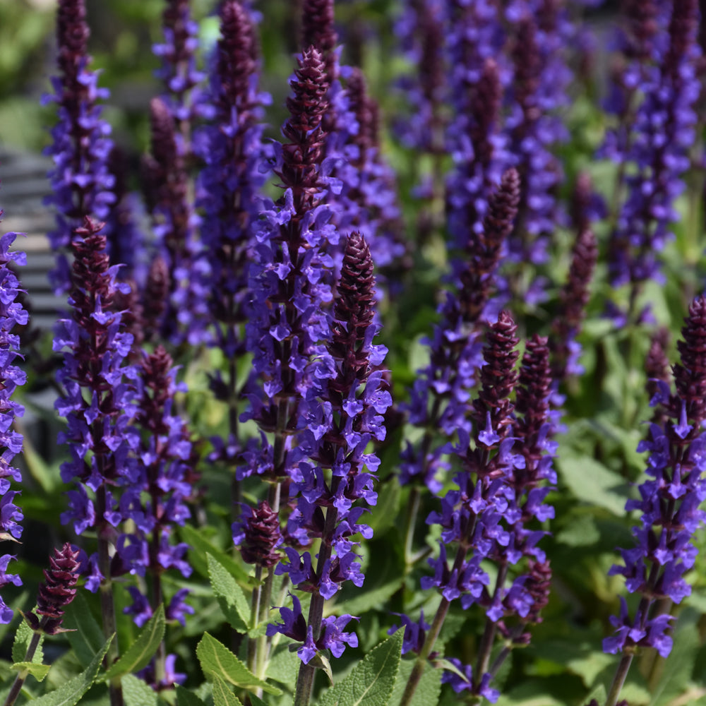 Salvia nemorosa 'Violet Profusion'