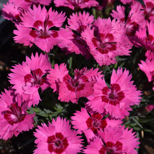 Dianthus 'Paint The Town Fancy'
