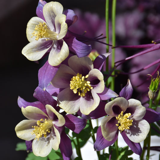 Aquilegia 'PAS1258488'