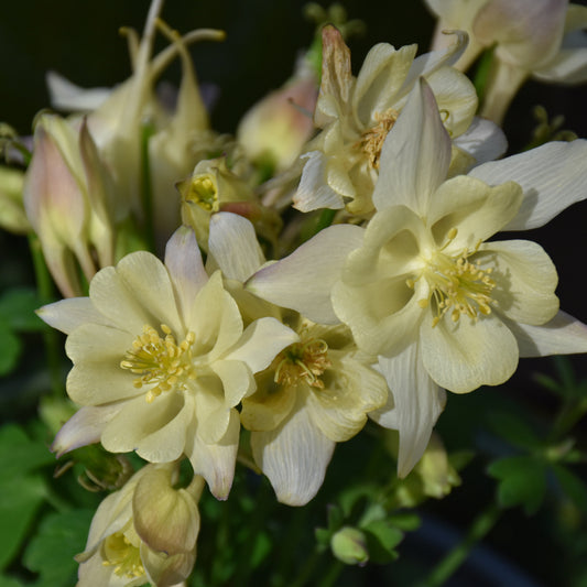 Aquilegia 'PAS1258489'