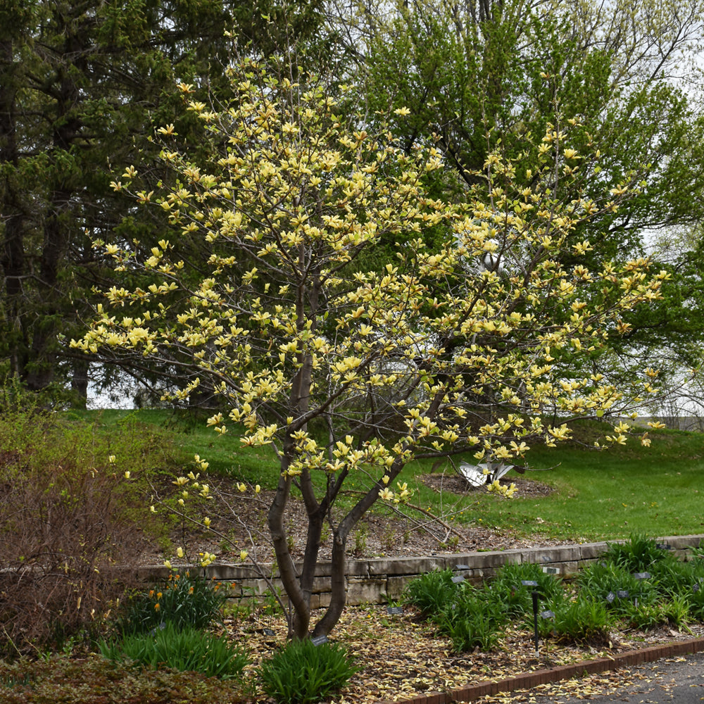 Butterflies Magnolia
